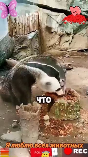 Я люблю всех животных😇 смотреть онлайн