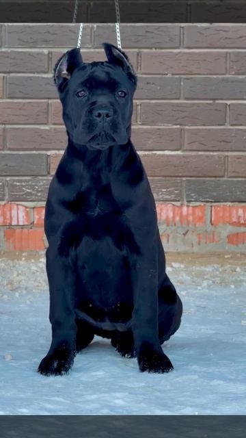 Топ Корсо Цаца