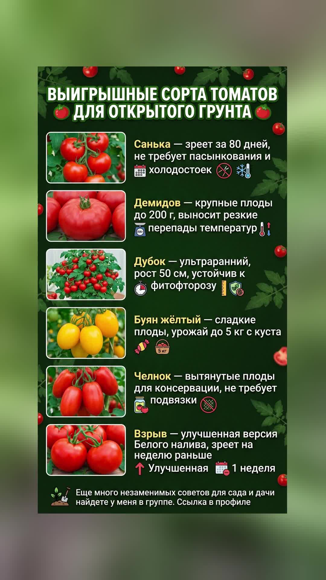 Лучшие сорта томатов для вашего огорода