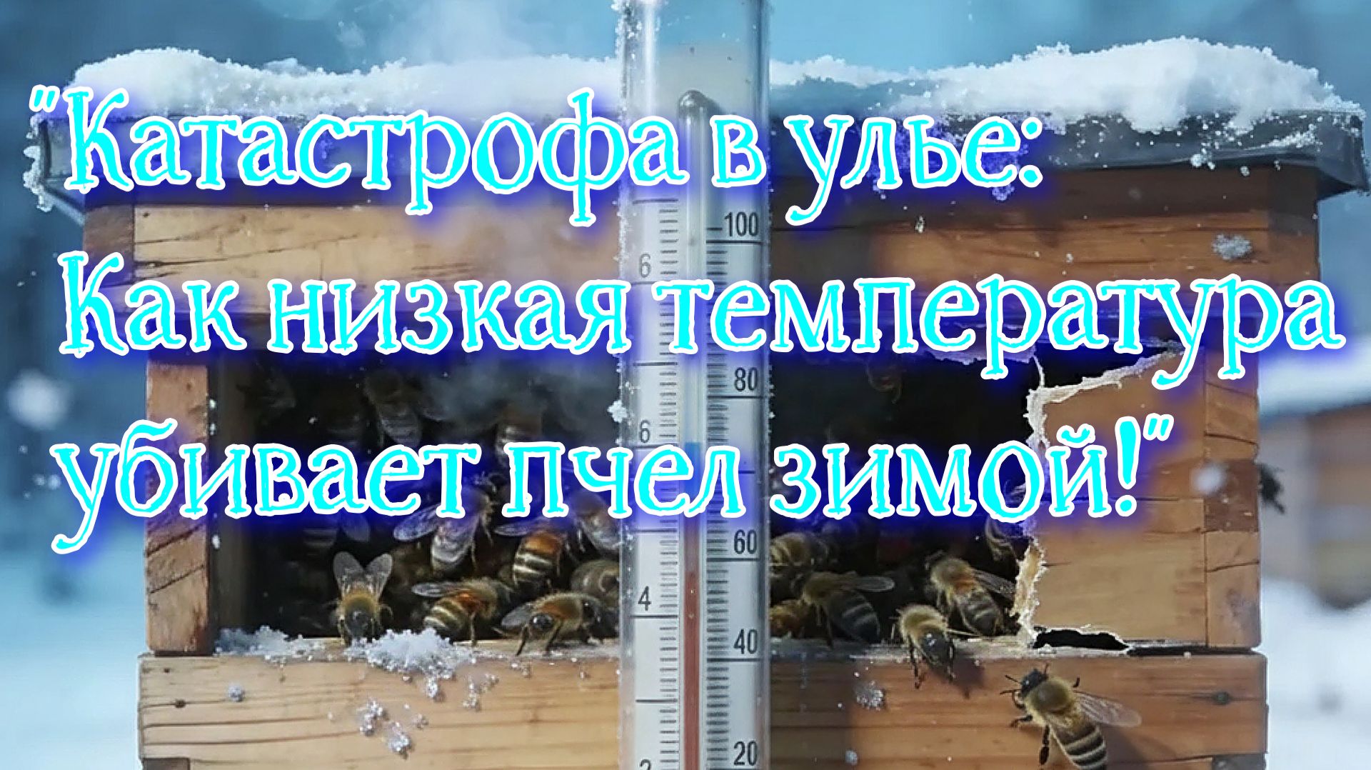 Оптимальная температура клуба пчел зимой: секреты успешной зимовки! смотреть онлайн
