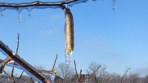 Поснимала солнечное серебряное утро