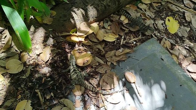 Брисбен, разборки между водяными драконами смотреть онлайн