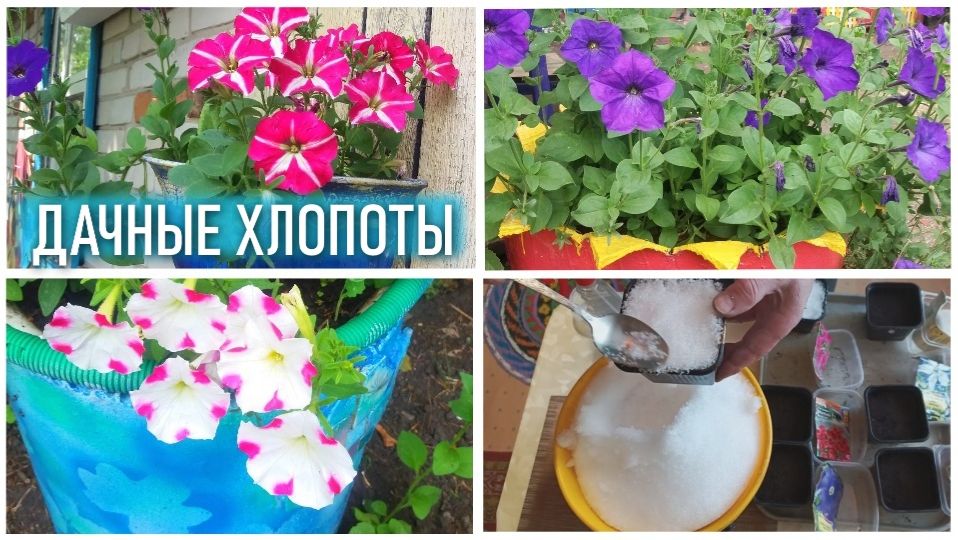 Посев ПЕТУНИИ 🌺 в снег ❄️