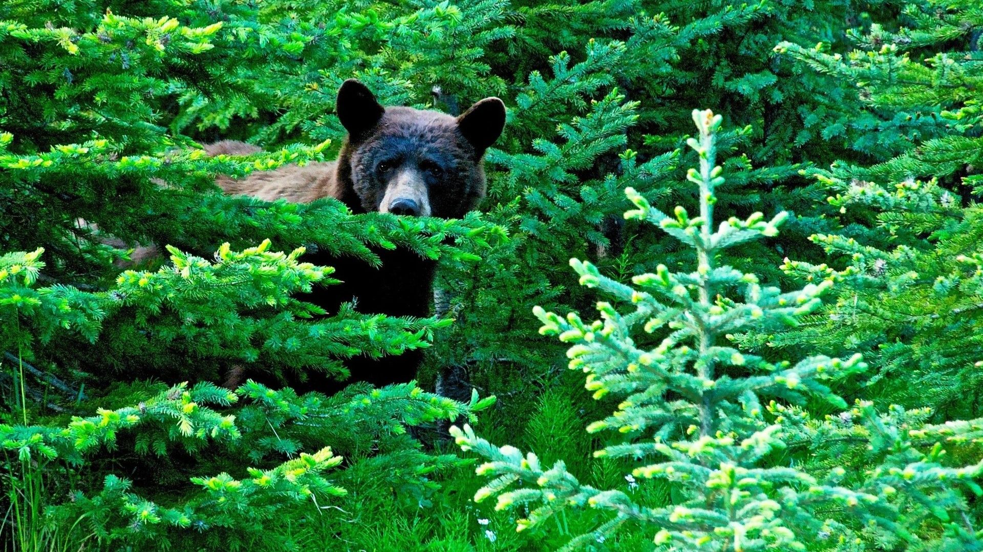 Таежная интересная история смотреть онлайн
