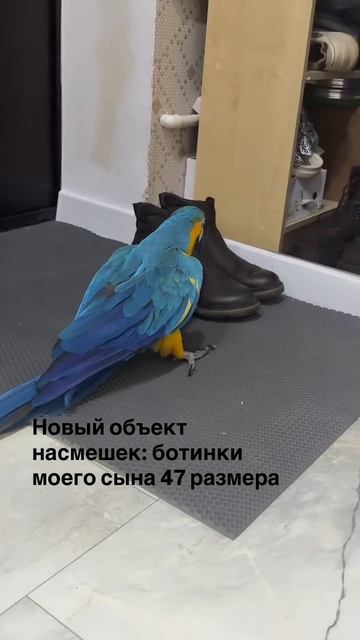 Смех до слёз попугаи прикол 🤣 смотреть онлайн