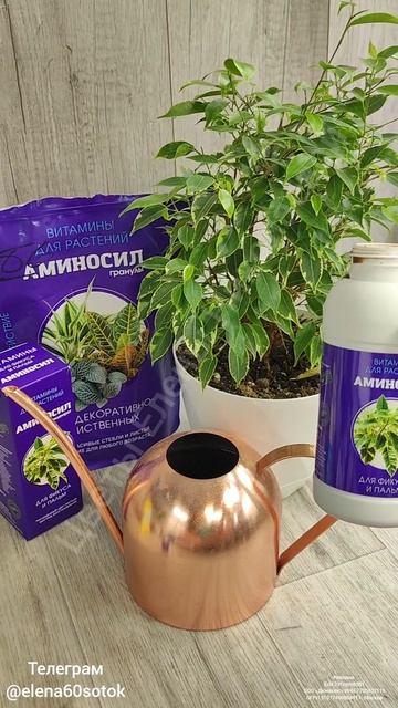 Фикус прет в ширь как сумасшедший!