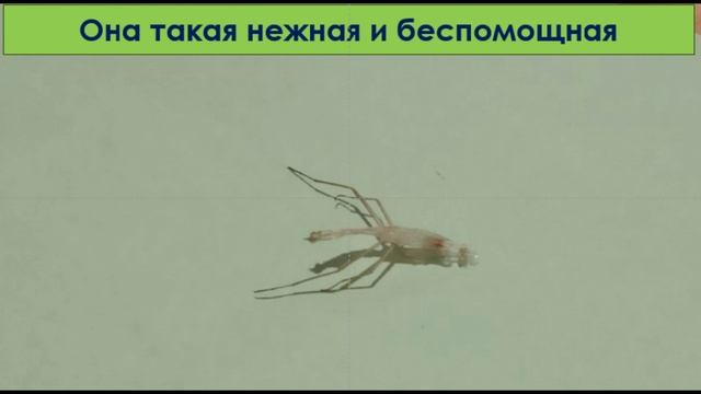 БОГОМОЛ смотреть онлайн