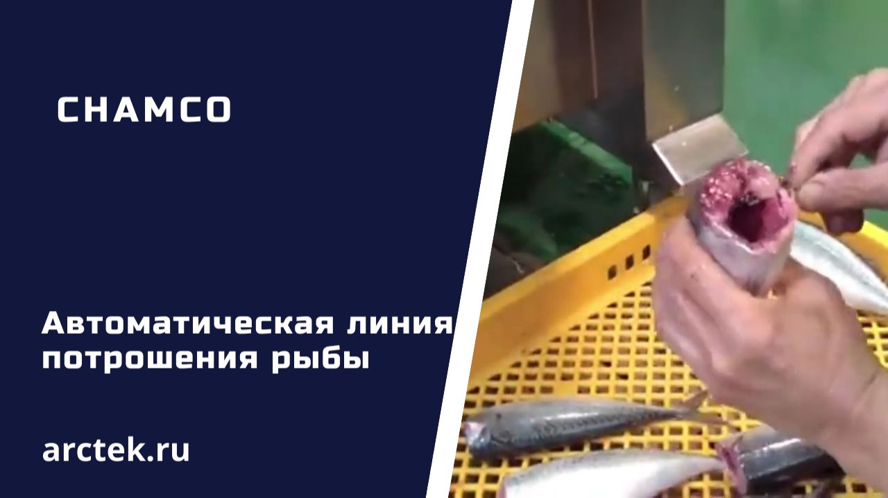 Автоматическая линия потрошения рыбы Chamco