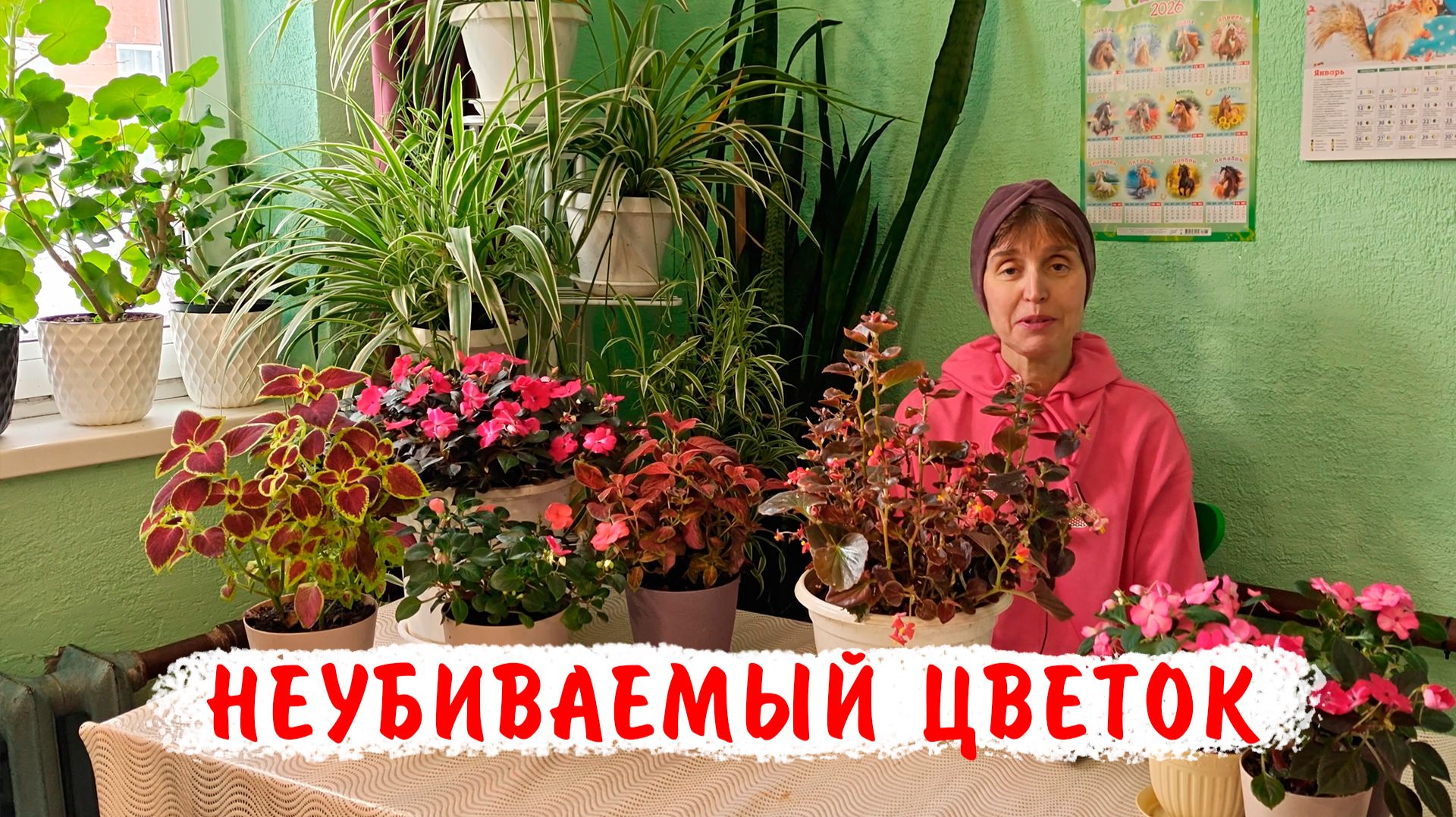 Как вырастить много неприхотливой устойчивой Бегонии вечноцветущей