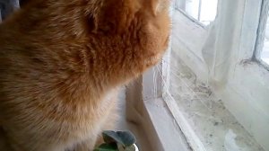 Просто птички...