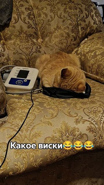 Виски🤣🤣🤣 #shorts #видосыоткота #cat #животные #веселыекоты #собака