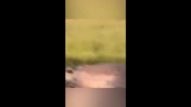 Дикий мир 1.