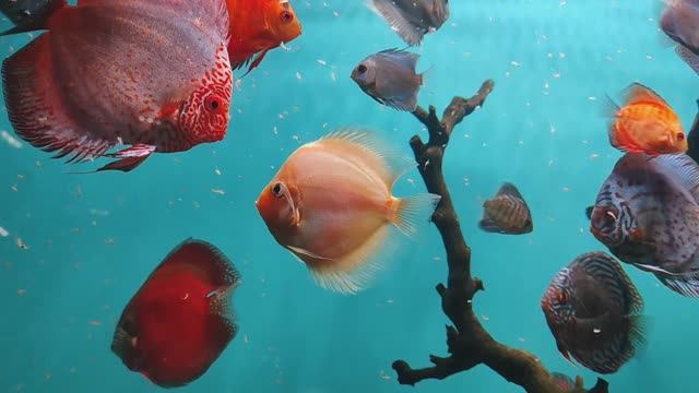 Дискусы. Аквариумные рыбки. Красивые тропические рыбки. Рыбы. Рыбки. Океанариум РИО смотреть онлайн