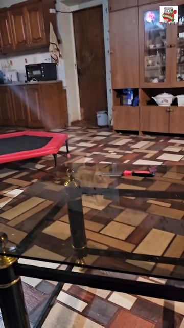 Маленький Рыжулька — Прыжулька после шабашки пошёл за угощением ❤️😻👍🍬 Маленький Рыжулька — Прыжулька после шабашки пошёл за угощением ❤️😻👍🍬