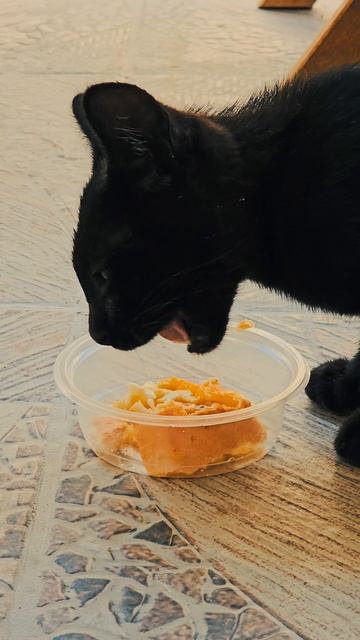 Снежок уплетает яичницу!