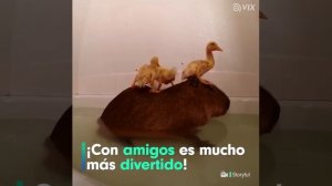 Все любят купаться)