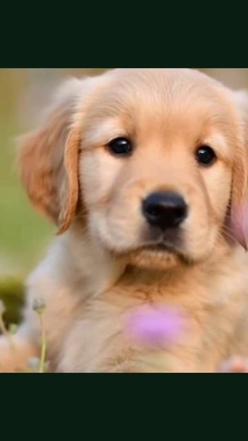 #милыещенки #мирщенков #питомцы #смешныещенки