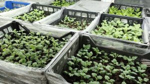 ПРЕПАРАТЫ ОТ ВРЕДИТЕЛЕЙ И БОЛЕЗНЕЙ. ЧЕМ ПРОВОЖУ ОБРАБОТКУ СВОИХ ЧЕРЕНКОВ ХРИЗАНТЕМЫ.