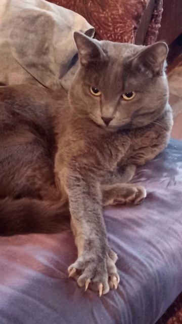 Кот Атос показывает когти! #shorts #котатос #когти #животные #милота Кот Атос показывает когти! #shorts #котатос #когти #животные #милота