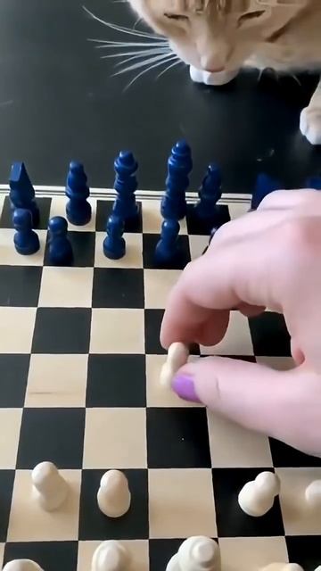 Немного котиков в ленту 🐈😹