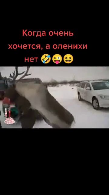 Когда нет оленихи🤣 смотреть онлайн
