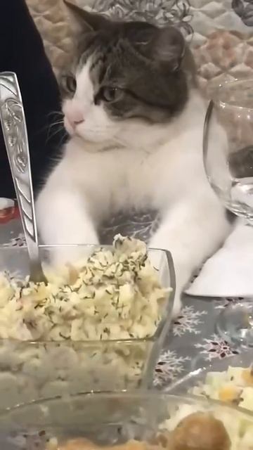 Главный гость на этом празднике😏