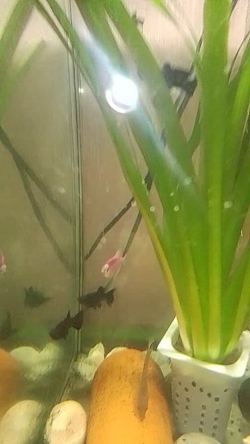 новые рыбы;Кострома; коляда; Дмитрий донской, Александр Невский, Кузьма Минин и Михаил Пожарский;