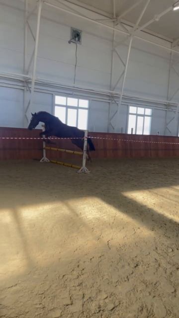 Наша дружная команда напрыгивает лошадок) смотреть онлайн