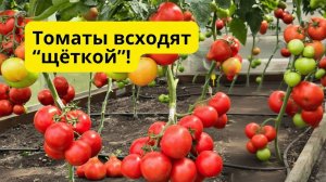 Лучший способ посева томатов для дружного прорастания!
