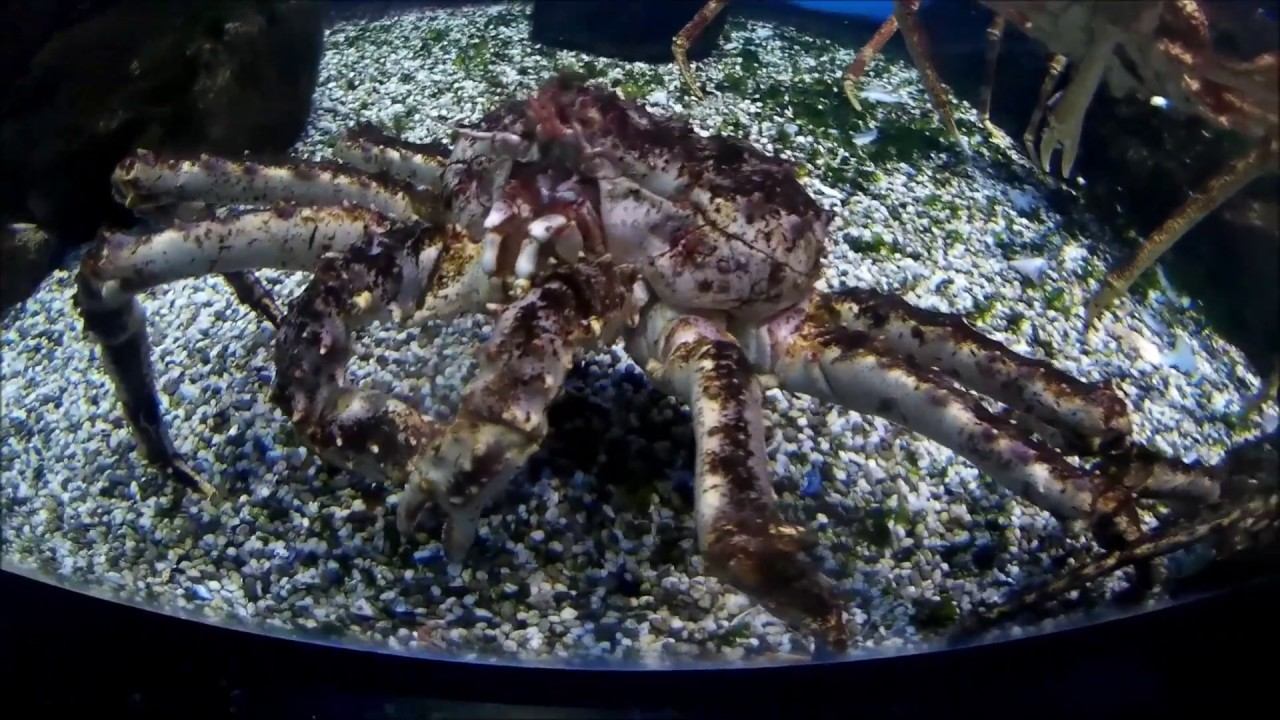 Москвариум на ВДНХ. Oceanarium in Moscow смотреть онлайн