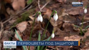 Рейды по местам цветения первоцветов и точкам продаж начались на Кубани