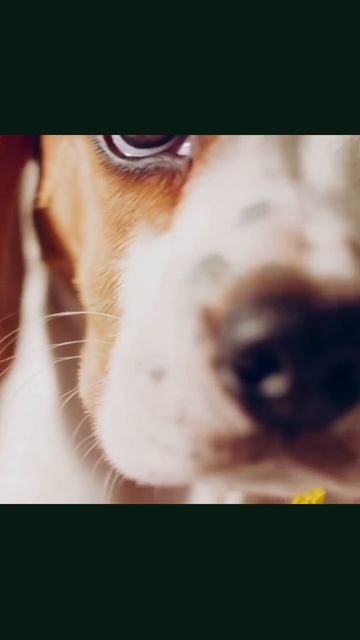 #милыещенки #существособак #щенячьедоброта #питомцы #милота