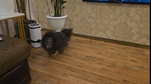 ИГРАЮТ  в прятки/ ХАНДРЮ/