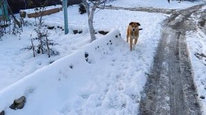 А мы познакомились сРыжулей