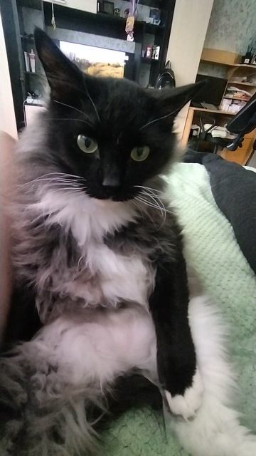 🤣🤣🤣сидячий кот 🐱😺🐈