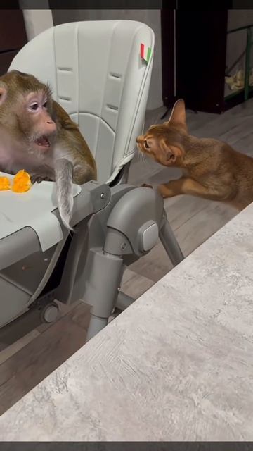 сигма обезьяна🙊🐒🦍🙉🐵🙈