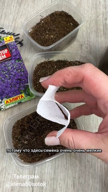 Хотите пышный куст ЛОБЕЛИИ летом? Сейте лобелию так!