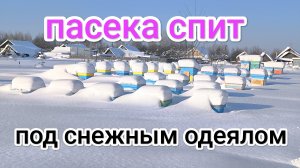 4 февраля. Пасеку замело снегом. Пчеловодство Владимирской области!