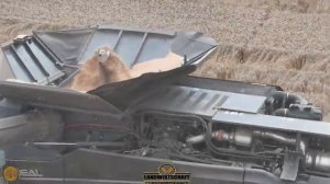 Гигантский 15-метровый комбайн для обмолота пшеницы на самом большом комбайне CR11 & Fendt T10 в МВ