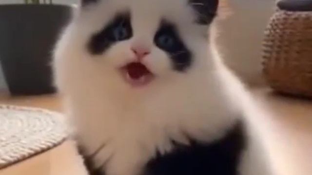 Кошечка — панда. 🐼