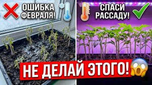 Почему рассада вытягивается и падает Роковая ошибка посева в феврале