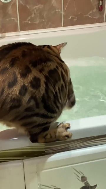 Автор видео: marukhin