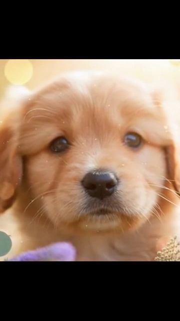 #милыещенки #щенкиприключения #смешныещенки #малыши