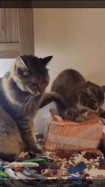 Кошачьи отношения