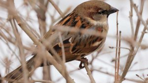 В России проведут всероссийскую перепись воробьев