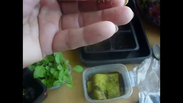 2195. Пикирую петунию из ткани в кассеты.