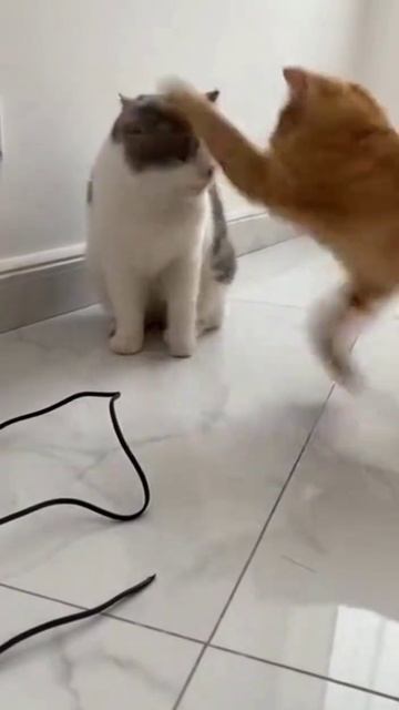 Жиза 😝 #cat #sora2 #funny #ai #animals #юмор #смешновидео #cute #cutecat #pets #sora #прикол #memes Жиза 😝 #cat #sora2 #funny #ai #animals #юмор #смешновидео #cute #cutecat #pets #sora #прикол #memes