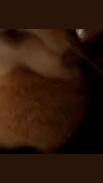 #камеравноре #дикие_животные #животные_в_дикой_природе #жизнь_в_дикой_природе #путешествия_по_миру #