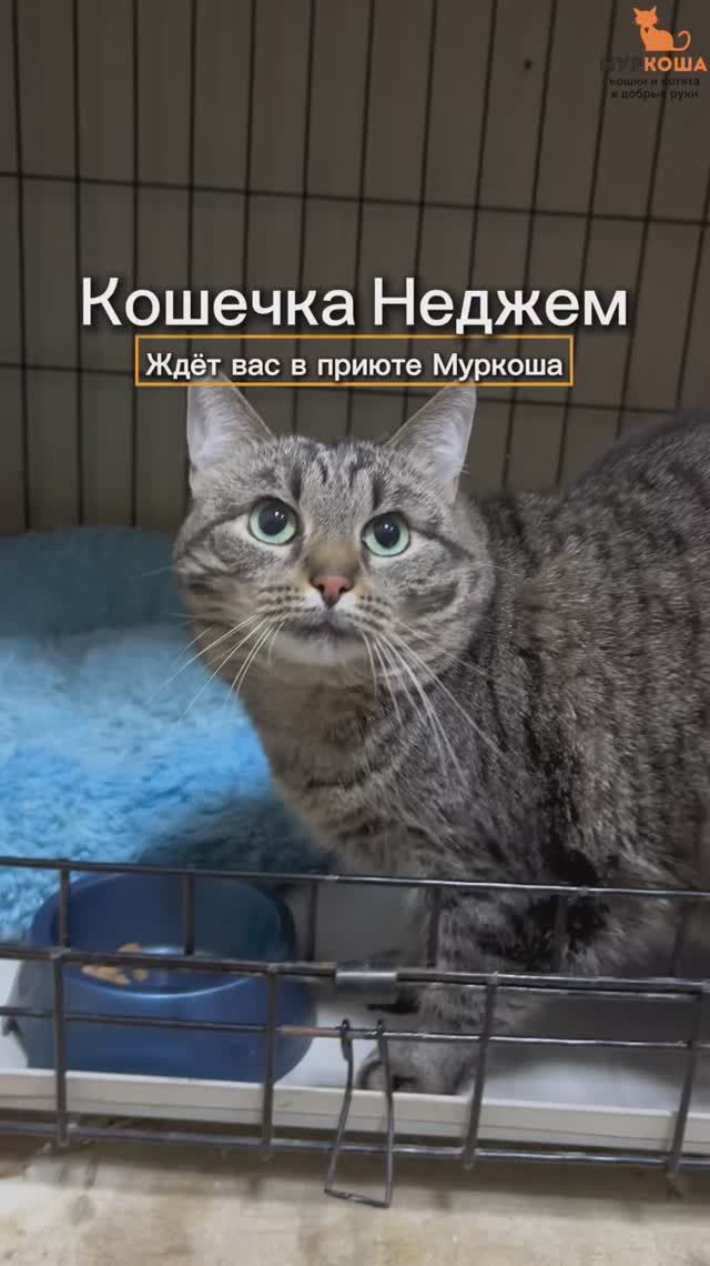 Неджем ждёт вас в приюте #Муркоша смотреть онлайн