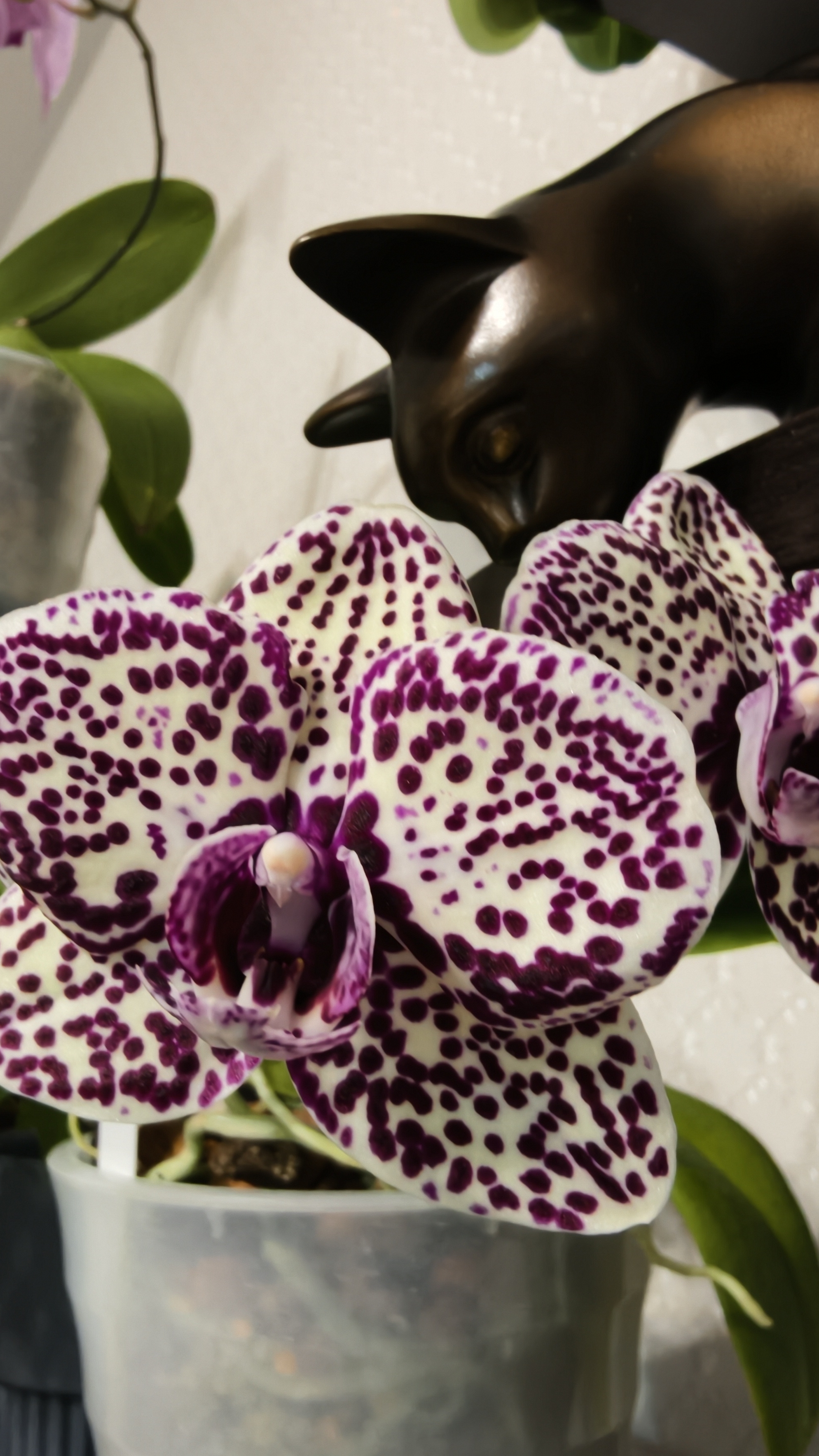 Фаленопсис Wild Cat (дикий кот)